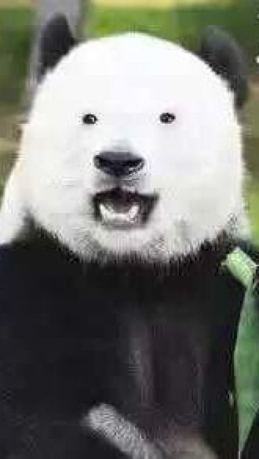 网上很火的熊猫表情包下载