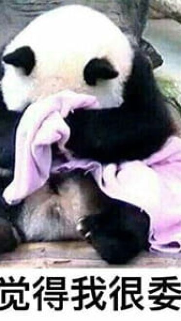 网上很火的熊猫表情包下载