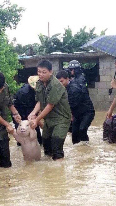 四川宜宾横江镇的一只面对洪水微笑猪表情包