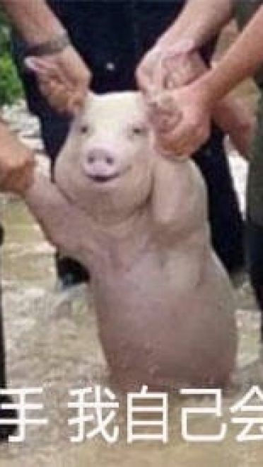 四川宜宾横江镇的一只面对洪水微笑猪表情包