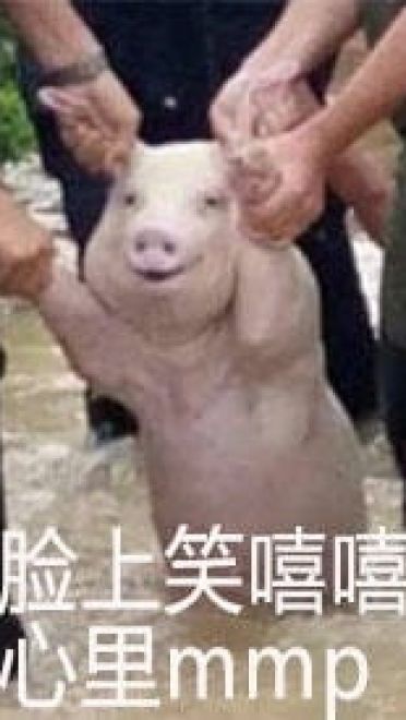 四川宜宾横江镇的一只面对洪水微笑猪表情包