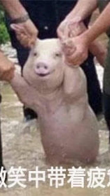 四川宜宾横江镇的一只面对洪水微笑猪表情包