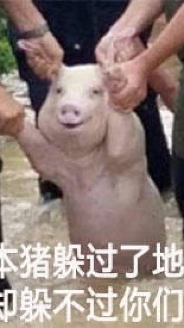 四川宜宾横江镇的一只面对洪水微笑猪表情包