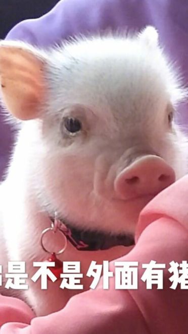 小猪图片小猪表情包