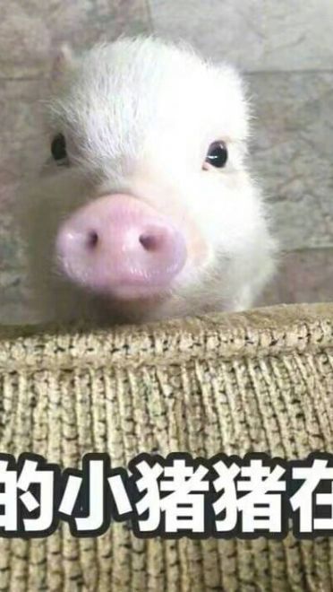 小猪图片小猪表情包