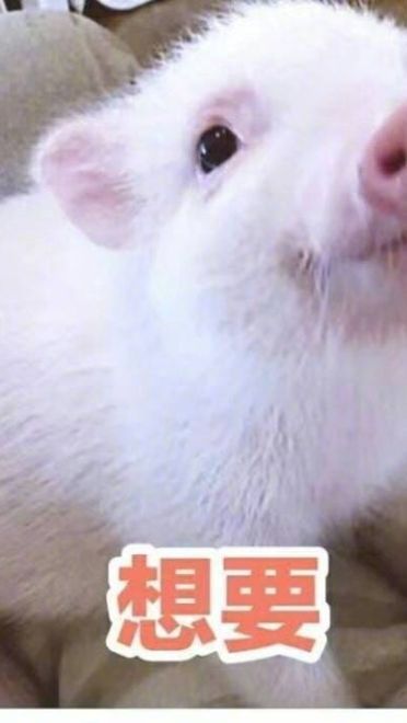 小猪图片小猪表情包