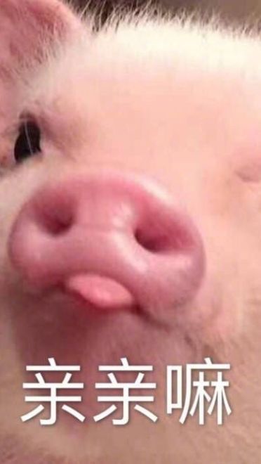 小猪图片小猪表情包