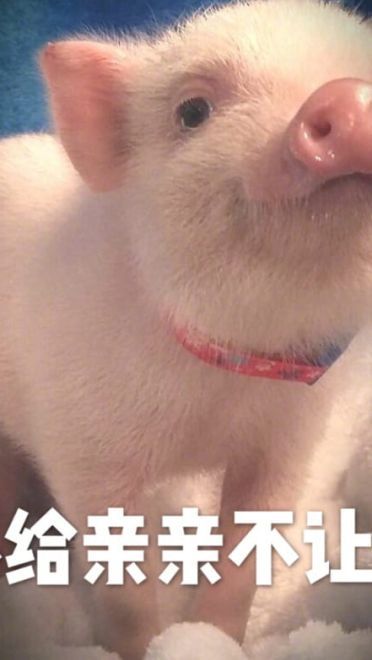 小猪图片小猪表情包