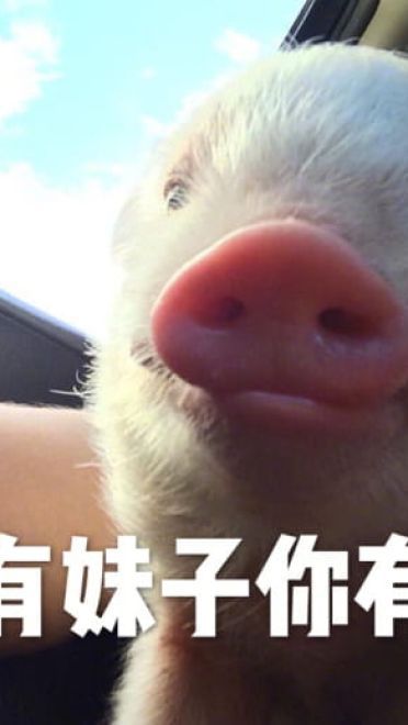 小猪图片小猪表情包