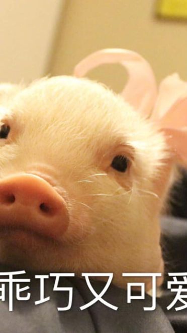 小猪图片小猪表情包