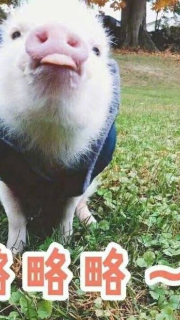 小猪图片小猪表情包
