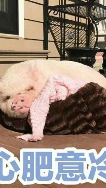 小猪图片小猪表情包