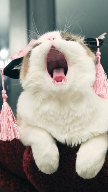 超可爱喵星人小动物手机壁纸