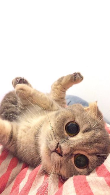 超可爱喵星人小动物手机壁纸