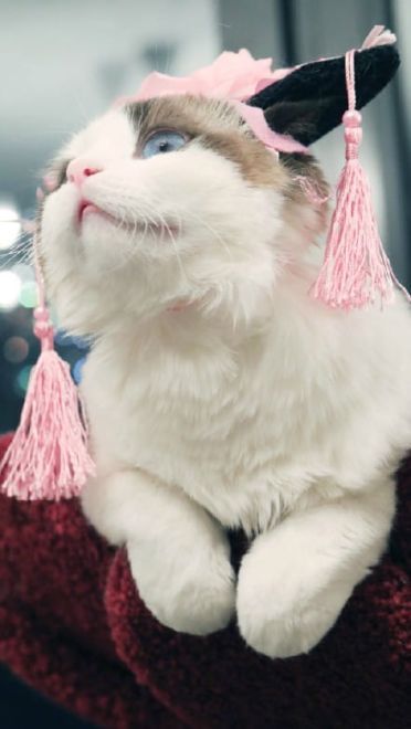 超可爱喵星人小动物手机壁纸