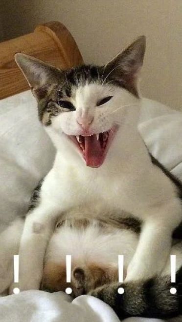 叫妈动物微信聊天表情包