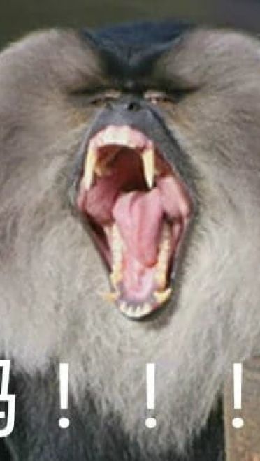 叫妈动物微信聊天表情包