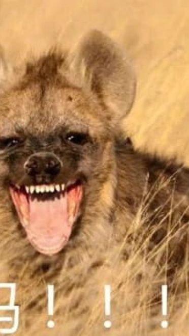 叫妈动物微信聊天表情包