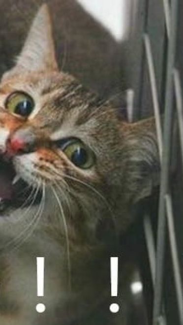 叫妈动物微信聊天表情包