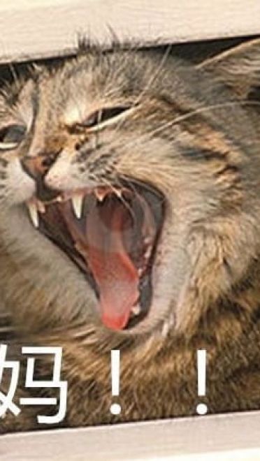 叫妈动物微信聊天表情包