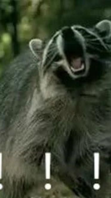 叫妈动物微信聊天表情包