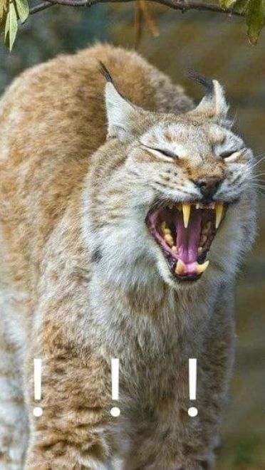 叫妈动物微信聊天表情包