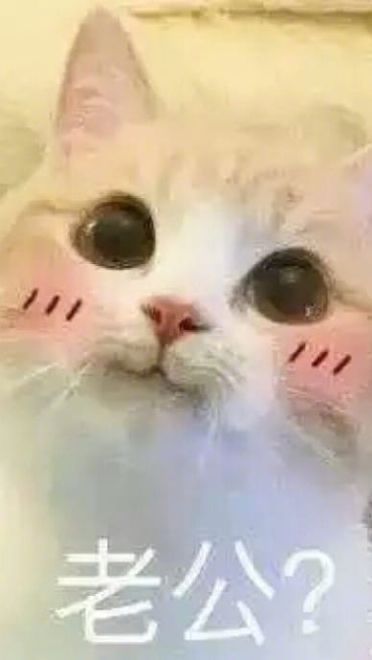 老公给我买这个 超可爱猫咪表情包