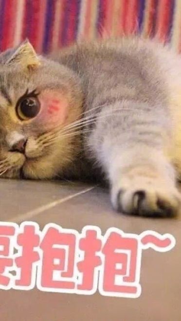 老公给我买这个 超可爱猫咪表情包