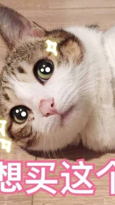 老公给我买这个 超可爱猫咪表情包