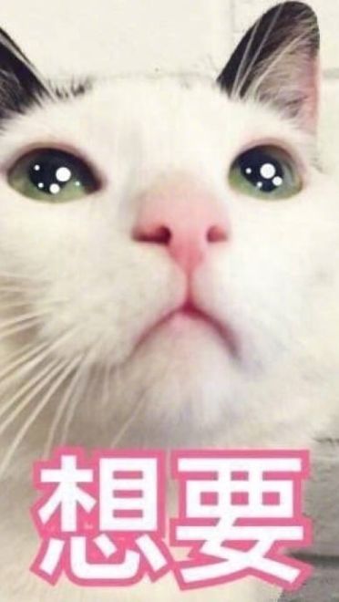 老公给我买这个 超可爱猫咪表情包