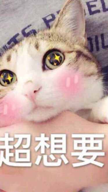 老公给我买这个 超可爱猫咪表情包