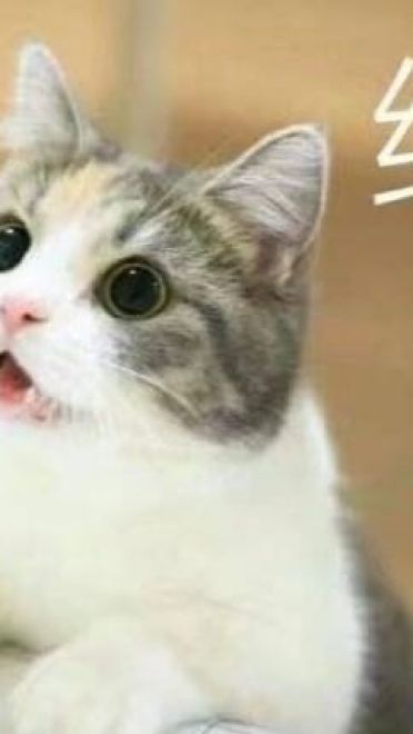 老公给我买这个 超可爱猫咪表情包