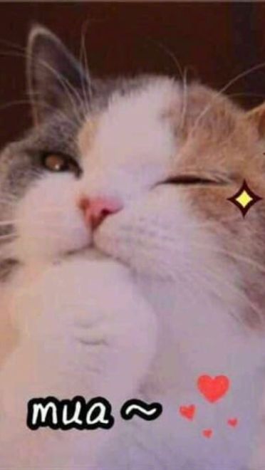 老公给我买这个 超可爱猫咪表情包