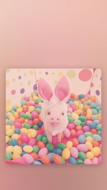 可爱小猪猪手机壁纸下载