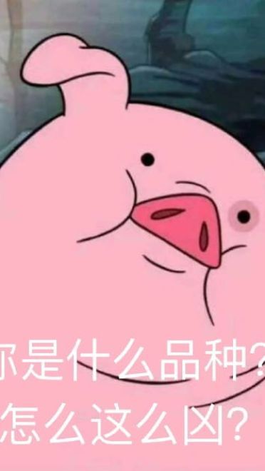 心肥意冷 可爱小猪猪表情包