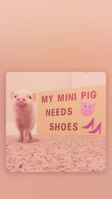 可爱小猪猪手机壁纸下载