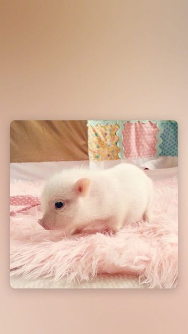 可爱小猪猪手机壁纸下载