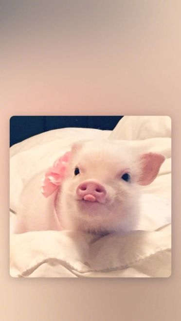 可爱小猪猪手机壁纸下载