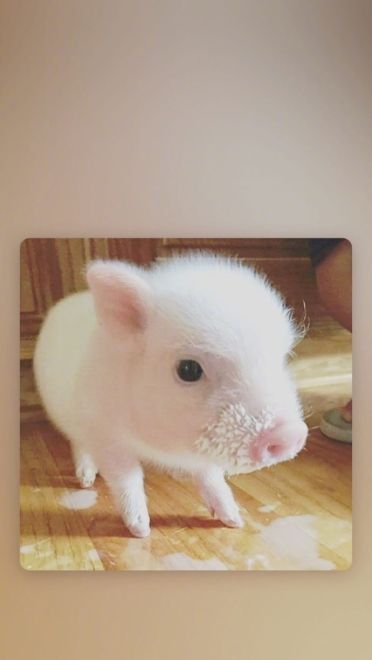 可爱小猪猪手机壁纸下载