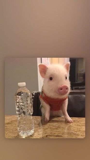 可爱小猪猪手机壁纸下载