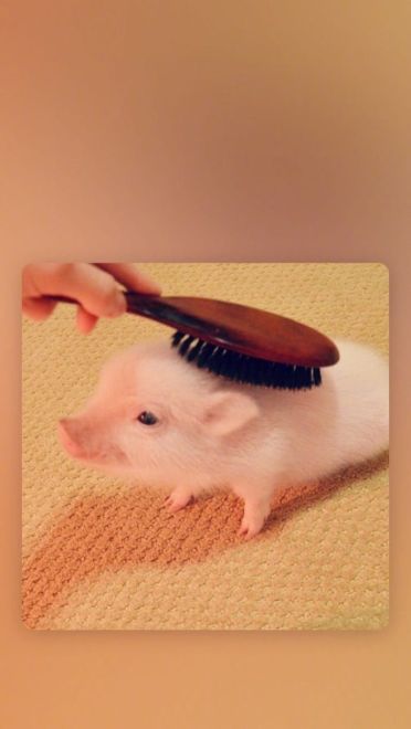 可爱小猪猪手机壁纸下载