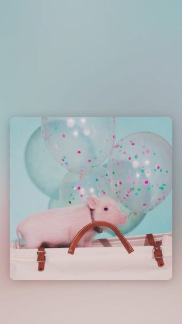 可爱小猪猪手机壁纸下载