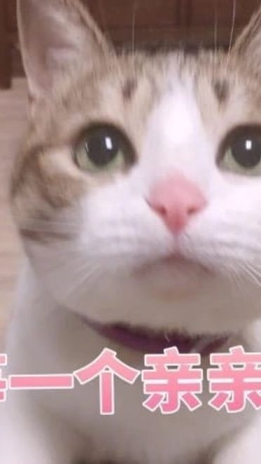 超傲娇猫咪微信聊天表情包