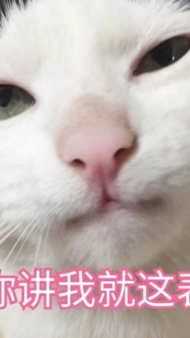 超傲娇猫咪微信聊天表情包