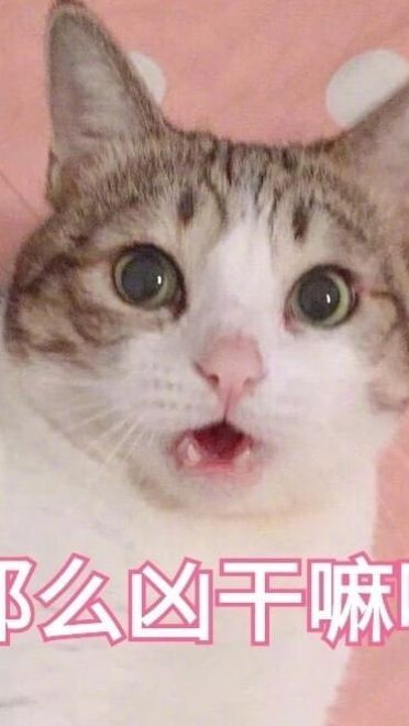 超傲娇猫咪微信聊天表情包
