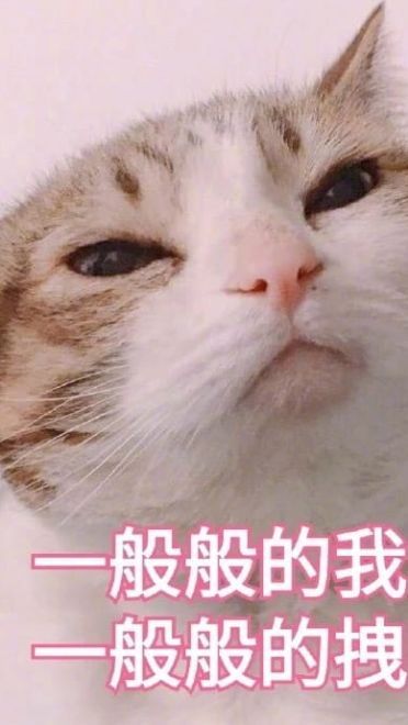 超傲娇猫咪微信聊天表情包