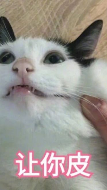 超傲娇猫咪微信聊天表情包