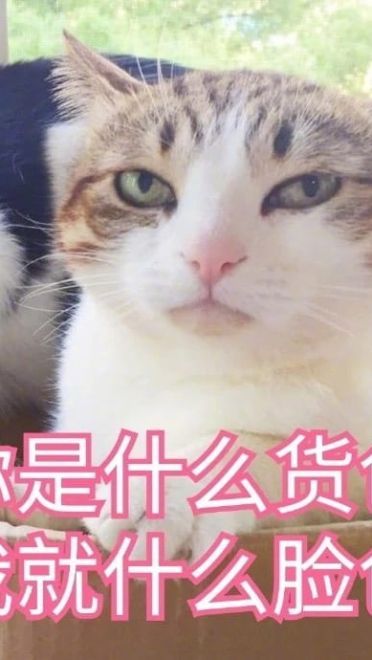 超傲娇猫咪微信聊天表情包