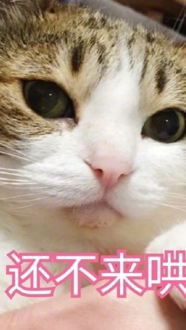 超傲娇猫咪微信聊天表情包