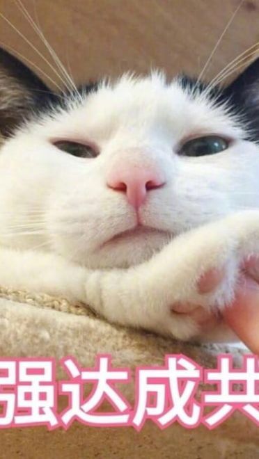 超傲娇猫咪微信聊天表情包